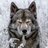 Wolf_Roma